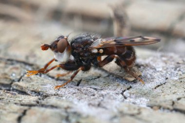Kalın kafalı bir sineğe yakın çekim, Myopa tesselapennis, yalnız arılar üzerindeki bir parazit.