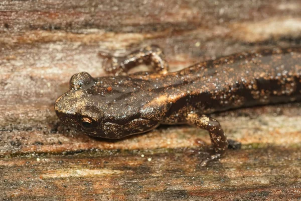 Cerca de la cabeza de una colorida salamandra nublada, Aneides ferreus, una especie endémica de Oregon y el norte de California — Foto de Stock