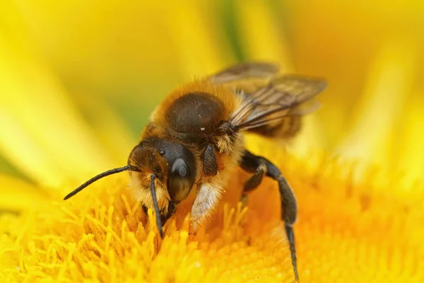 Zbliżenie męskiej pszczoły leśnej Willughby, Megachile willughbiella, sączącej nektar z żółtego kwiatu Inula officinalis — Zdjęcie stockowe