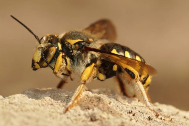Gard, Fransa 'da bir duvarda duran Floransa Woolcarderbee, Anthidium florentinum' a yakın plan.