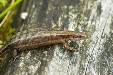 Avrupai bir Avrupalı kadın kertenkeleye yakından bakın, Zootoca canlı, parazitli, bir odun parçasının üzerinde oturuyor.