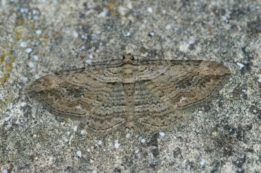 Eğreltiotu geometre güvesine yakın, Horisme tersata, iyi kamufle olmuş, duvarda açık kanatları var.