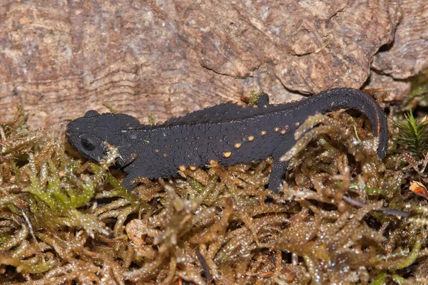 Närbild Svart Vuxen Kritiskt Utrotningshotad Anderson Salamander Echinotriton Andersoni Endemisk — Stockfoto