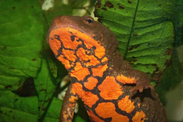 Close Buik Van Een Watervrouwtje Van Tam Dao Salamander Paramesotriton — Stockfoto