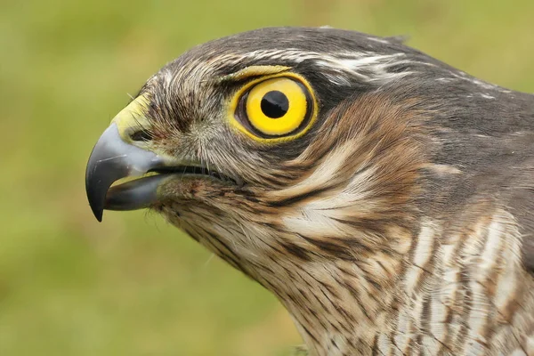 Gedetailleerde Close Het Hoofd Van Een Europese Sparrowhawk Met Zijn — Stockfoto