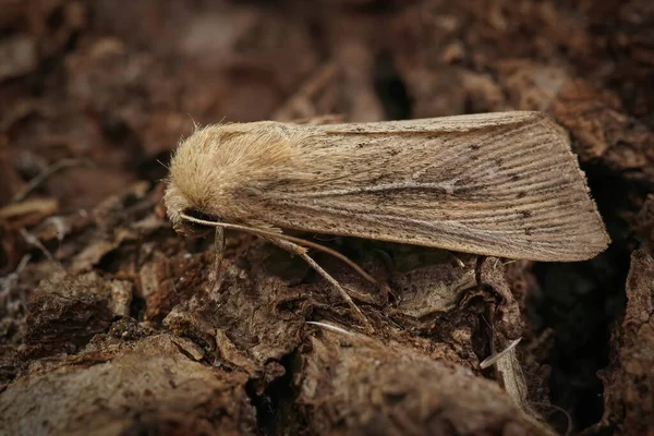 Close Sobre Traça Coruja Wainscot Obscura Marrom Claro Leucania Obsoleta — Fotografia de Stock