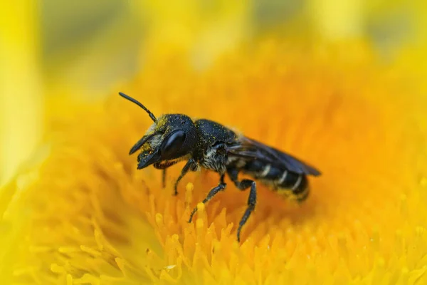 Κοντινό Πλάνο Ένα Μικρό Θηλυκό Μεγάλο Κεφάλι Θωρακισμένο Resin Bee — Φωτογραφία Αρχείου