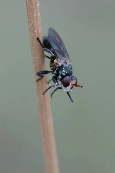 Κάθετη Κοντινή Λήψη Μια Χοντροκέφαλη Μύγα Thecophora Μια Ασυνήθιστη Μουσούδα — Φωτογραφία Αρχείου