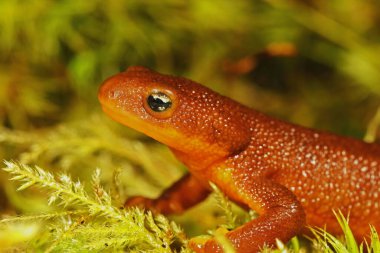 Güney Oregon 'da yeşil yosunların üzerinde oturan sert derili bir Newt Taricha granulosa' ya yakın çekim