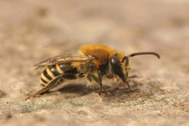 Kahverengi, kıllı Heather Colletes Succinctus 'a yakın, erkek yalnız arı tahtada oturuyor.