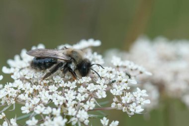 Pofuduk dişi gri sırtlı maden arısı, Andrena Ventralis tarlada beyaz bir çiçek üzerinde