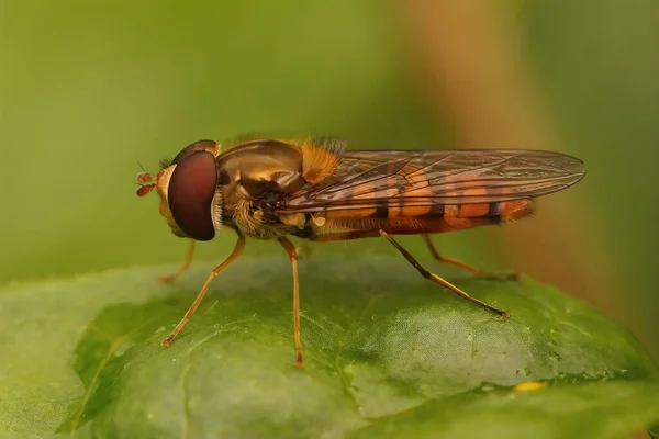 Close Marmelada Hoerfly Episyprhus Balteatus Sentado Uma Folha Verde Jardim — Fotografia de Stock