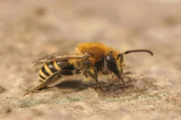 Kahverengi, kıllı Heather Colletes Succinctus 'a yakın, erkek yalnız arı tahtada oturuyor.