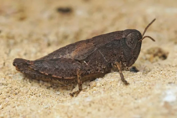 Närbild på en medelhavsmörk kortbehornad gräshoppa, Pezotettix giornae, sitter på en sten — Stockfoto