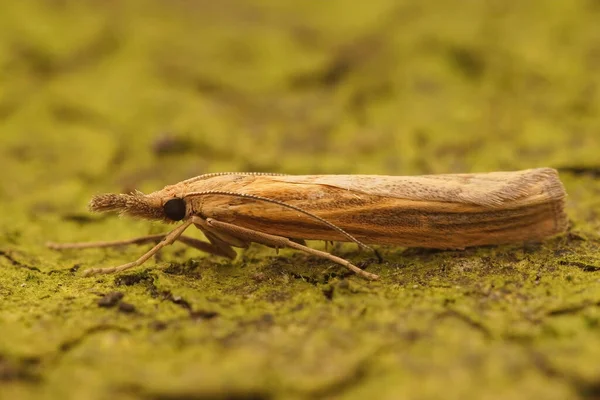 Detailní Záběr Obyčejnou Travní Dýhu Agriphila Tristella Sedí Koláč Dřeva — Stock fotografie