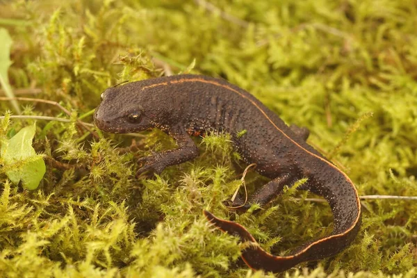 Fechar Juvenil Terrestre Raro Tritão Crista Anatólia Triturus Anatolicus Sentado — Fotografia de Stock