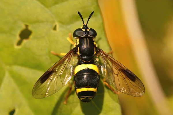 Gros Plan Sur Vol Stellaire Noir Jaune Coloré Chrysotoxum Bicinctum — Photo