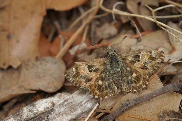 Närbild Mallow Skeppare Carcharodus Alceae Med Öppna Vingar Sten Södra — Stockfoto