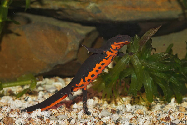 Closeup of an aquatic and gravid female Chinese firebellied newt, Cynops orientalis, underwater