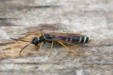 Daha büyük siyah ve sarı Sefhid eşekarılarından Phylloecus xanthostoma 'ya yaklaş.