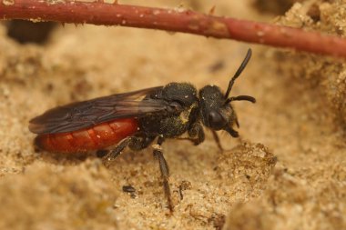 Sphecodes albilabris 'in kumda parazit yapmak için aradığı renkli kırmızı dişi, beyaz dudaklı kan arısına yakından bakın.