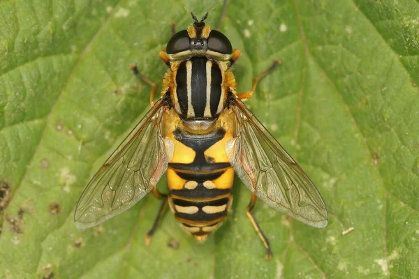 Gros Plan Sur Hoverfly Footballeur Helophilus Pendulus Assis Avec Les — Photo