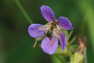 Bir çiçek arısına yakından bakınca, Anthophora furcata, nektarı yudumlayarak bahçede mor bir sardunya çiçeği oluşturur.