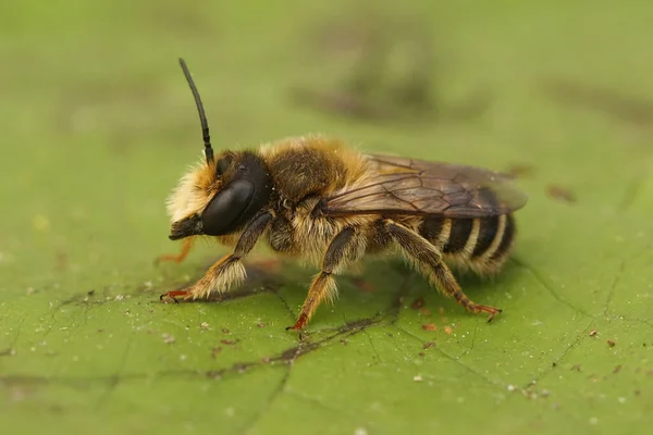 Крупный План Волосатой Грязевой Пчелы Chalicodoma Ericetorum Сидящей Зеленом Листе — стоковое фото