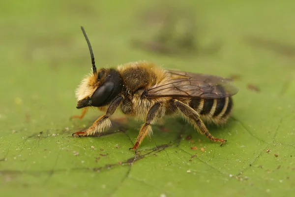 彼の庭の緑の葉の上に座って 毛深い束泥の蜂 Chalicodoma Ericetorum上の閉鎖 — ストック写真