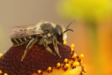 Bahçedeki sarı bir Helenyum sondaj çiçeğinin üzerinde oturan dişi bir Patchwork yapraklı arı, Megachile centuncularis.