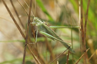 Akdeniz Zambağı Çalı-Çekirgesi, Tylopsis lifolisi, Güney Fransa 'daki çimen bitkilerinde saklanıyor.