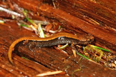 Kuzey Oregon 'daki Redback semenderi Plethodon Taşıyıcı' nın sarı formuna yaklaş.