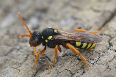 Dişi bir göçebe arı, Nomada fucata bahçedeki bir tahta parçasının üzerinde oturuyor.