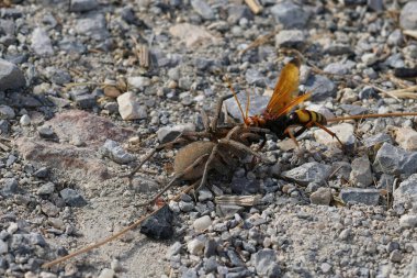 Geniş ve renkli bir örümcek avcısı olan Cryptocheilus alternatus 'a yaklaştık. Güney Fransisco' da Hogna radyatörü olan büyük bir kurt örümceği öldürdü.
