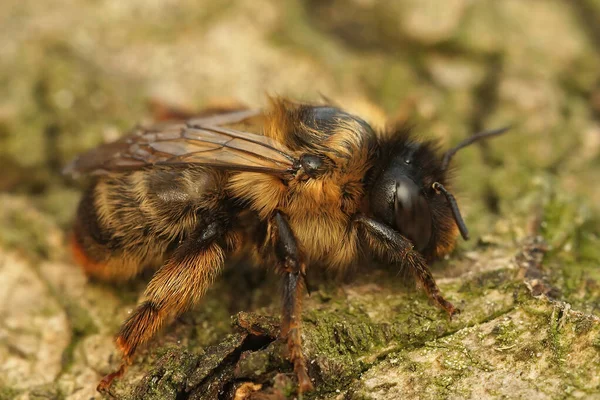 Крупный План Тёмной Волосатой Самки Вилочного Хвоста Пчелы Anthophora Furcata — стоковое фото