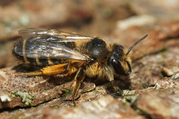 Primer Plano Una Linda Abeja Minera Patas Amarillas Anderna Flavipes — Foto de Stock