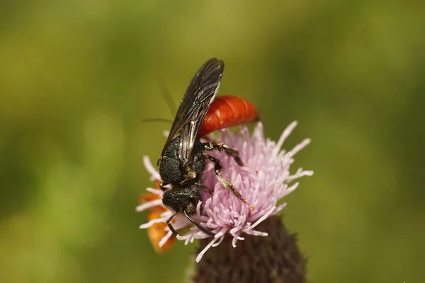 Closeup Cleptoparasite White Lipped Blood Bee Sphecodes Albilabris Sipping Nectar — Stock Photo, Image