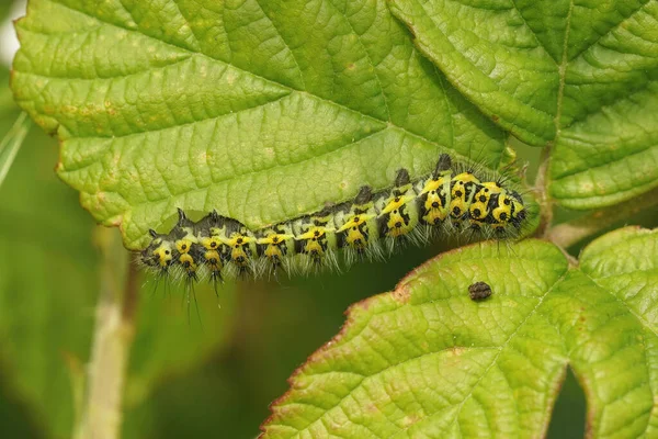 Küçük Mparator Güvesinin Tırtılına Yakın Saturnia Pavonia Tarlada Yeşil Böğürtlen — Stok fotoğraf