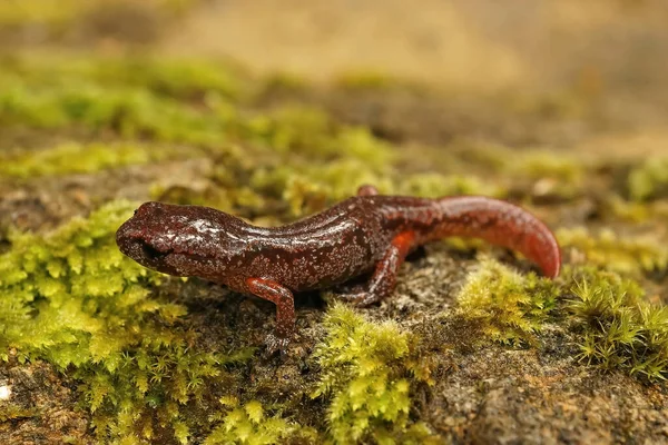 Одяг Барвистому Підлітку Ensatina Eschacadtzii Salamander Сидячи Зеленому Моху Північній — стокове фото