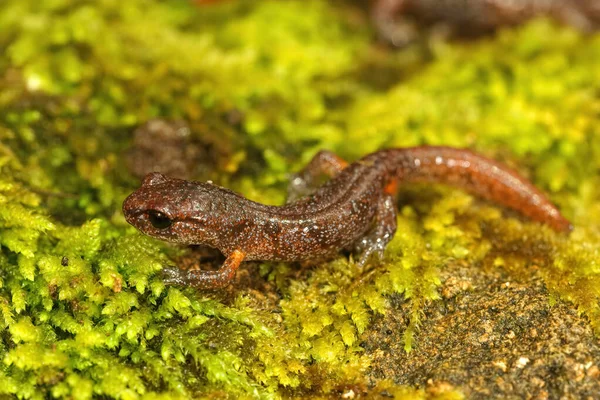 Крупный План Цветного Подростка Ensatina Eschscholtzii Salamander Сидящего Зеленом Мху — стоковое фото