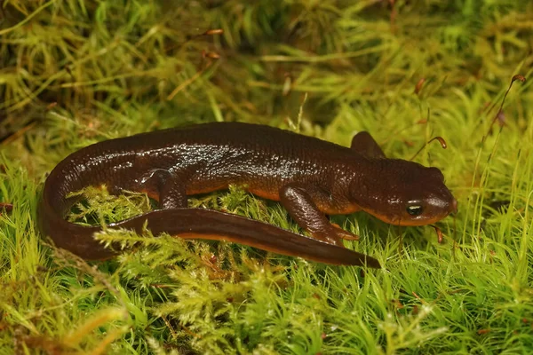 Close Macho Casado Rough Skinned Newt Taricha Granulosa Sul Oregon — Fotografia de Stock