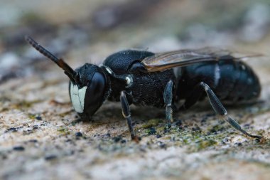 Closeup on a male hyaline spatulate-masked bee, Hylaeus hyalinatus sitting on wood in the garden clipart