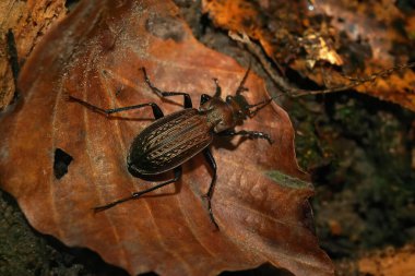 Büyük kahverengi Granulated karabid böceği, Carabus granulatus broşürler arasında dolaşır.