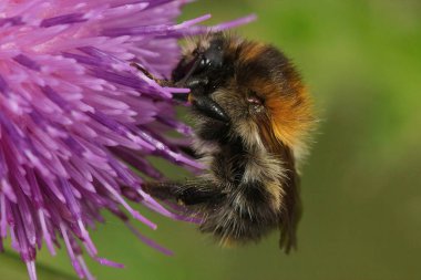 Yaygın bir yabanarısı, Bombus Pascuorum, Nektarı yudumlayan Bay Mor Kwpwood Çiçeği, Centaure Jacae