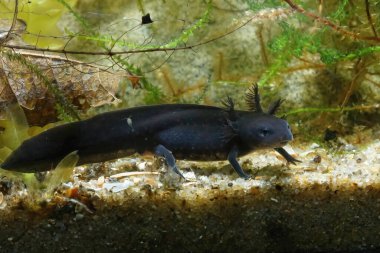 Çin ateş göbekli semenderi Cynops orientalis 'in karanlık larvalarına yakın çekim, su altında.