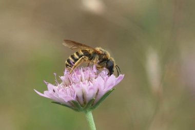 Büyük bantlı dişi arı Halictus Scabiosae, Güney Fransa 'da pembe kırışık bir çiçekte.