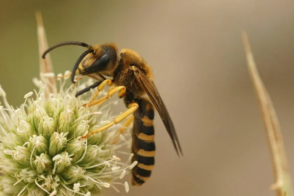 Detailní Záběr Samce Včely Great Halictus Scabiosae Sedící Poli Eryngo — Stock fotografie