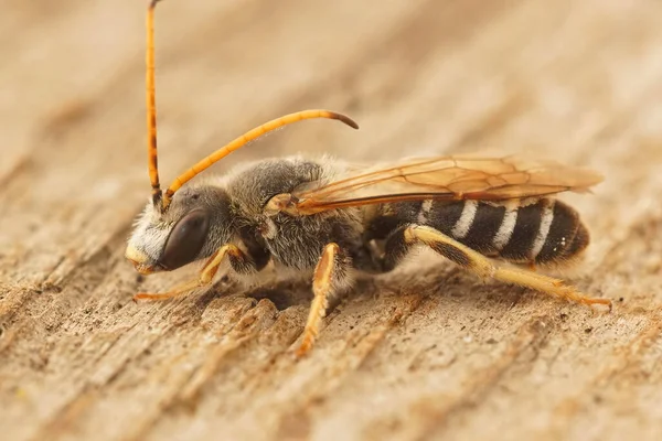 Detailní Záběr Velkého Samce Včelí Brázdy Halictus Quadricinctus Sedícího Kusu — Stock fotografie