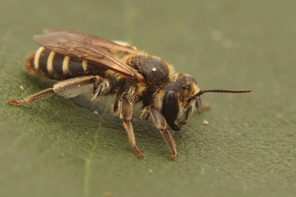 Detailní Záběr Hnědou Chlupatou Fenku Variabilní Horník Andréna Variabilis Sedí — Stock fotografie