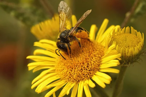 Close Uma Abelha Mineração Pernas Amarelas Fêmea Andrena Flavipes Coletando — Fotografia de Stock